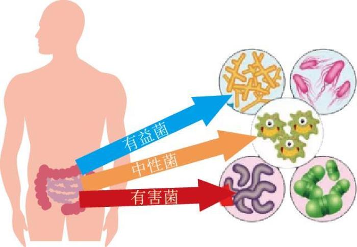 肠道健康养生方面知识；异物卡肠道的表现