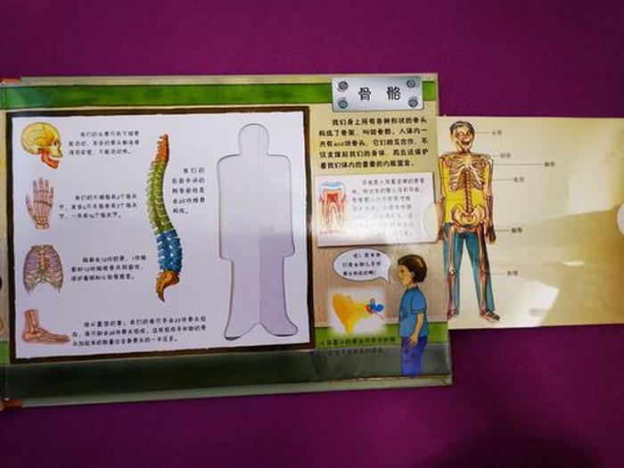 关于人体有趣的科普知识 - 关于人体有趣的科学知识