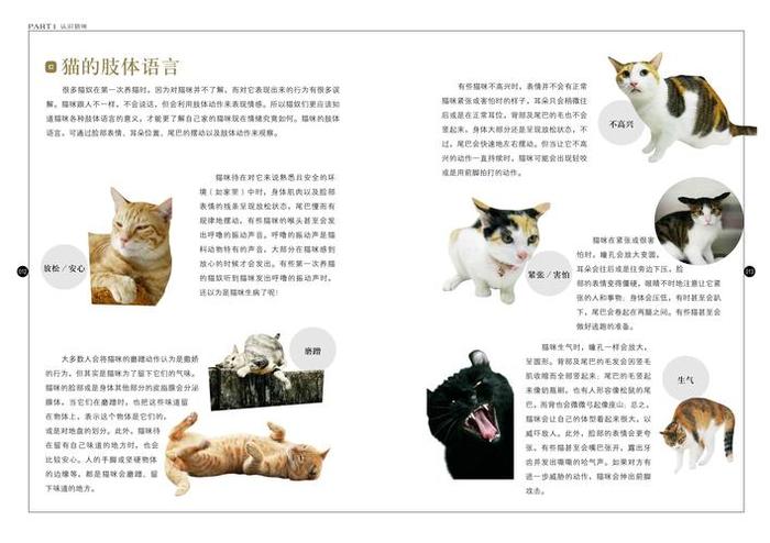 猫咪每日科普知识 猫咪百科知识