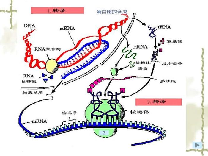人类蛋白质图谱 蛋白表达谱