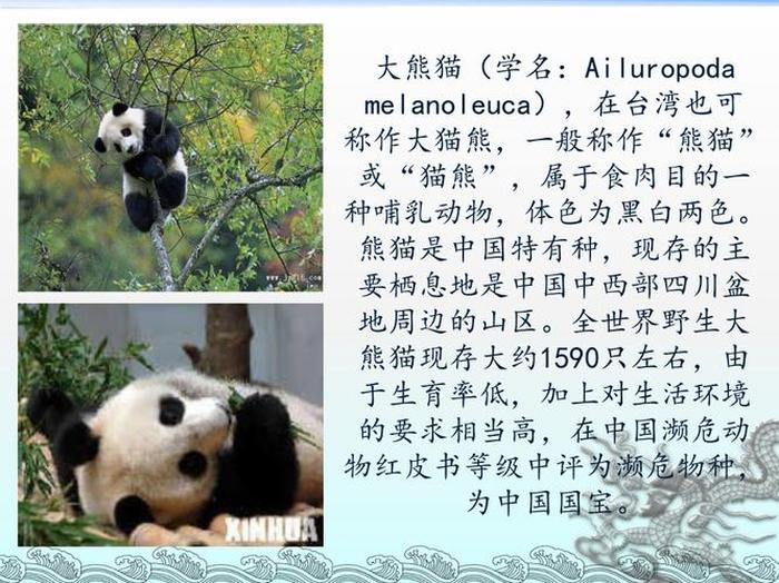 大熊猫百科知识有哪些，大熊猫知识
