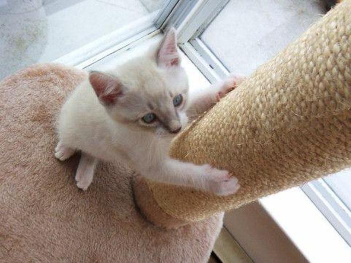 养猫你必须知道的知识；如何让父母让你养猫