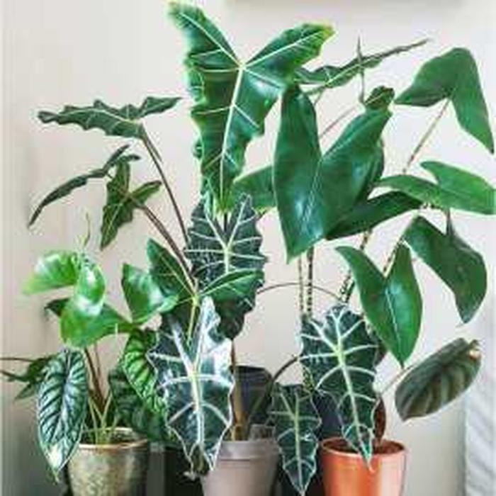 夏季绿植斑马怎么养小技巧科普；大斑马植物