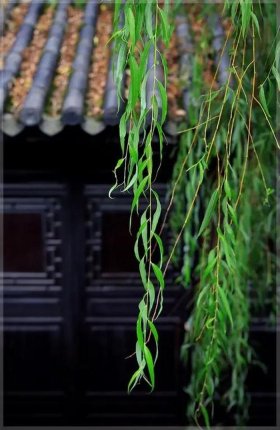 风可以比喻成什么、夏风可以怎么形容
