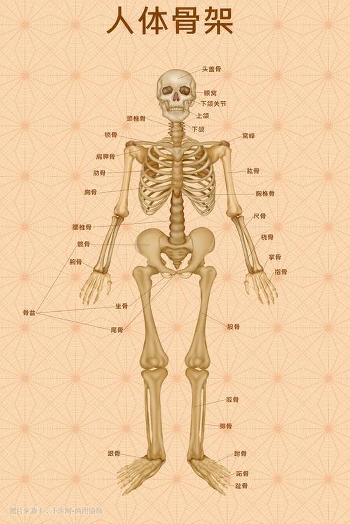 人体五大器官健康知识 人体部位