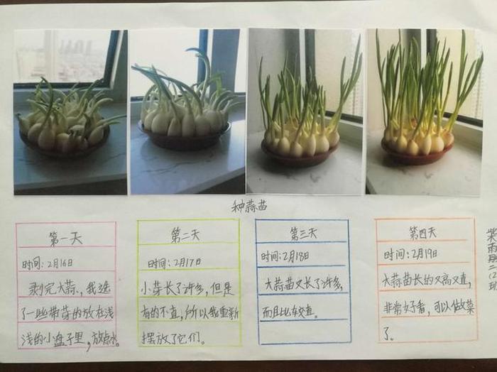 我们在生活中观察的小发现、三年级在生活中观察了什么