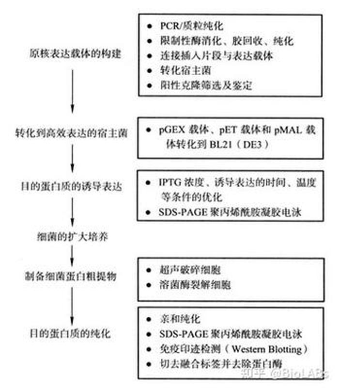 人类蛋白质图谱 蛋白表达谱