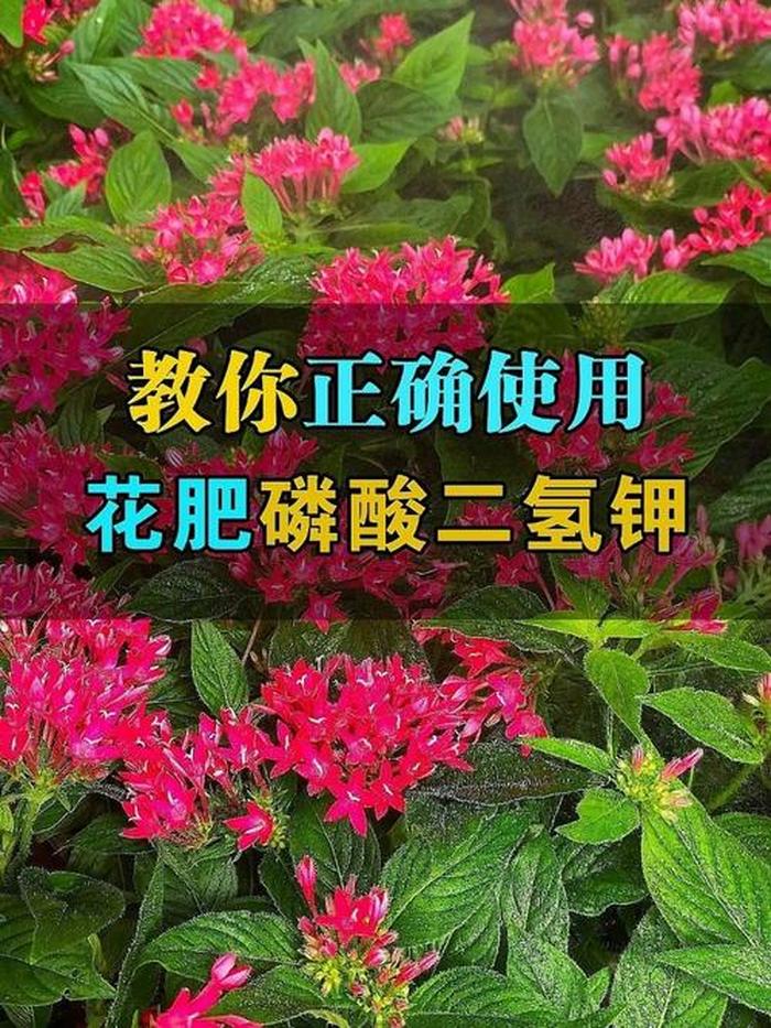 生活小知识养花、日常生活科普小知识