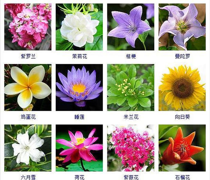 知识代表的是什么 - 什么花代表知识