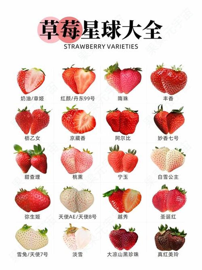 100种日常科普小知识、草莓科普小知识