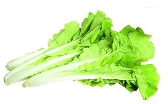 小白菜有哪些科学小知识，蔬菜小知识的资料