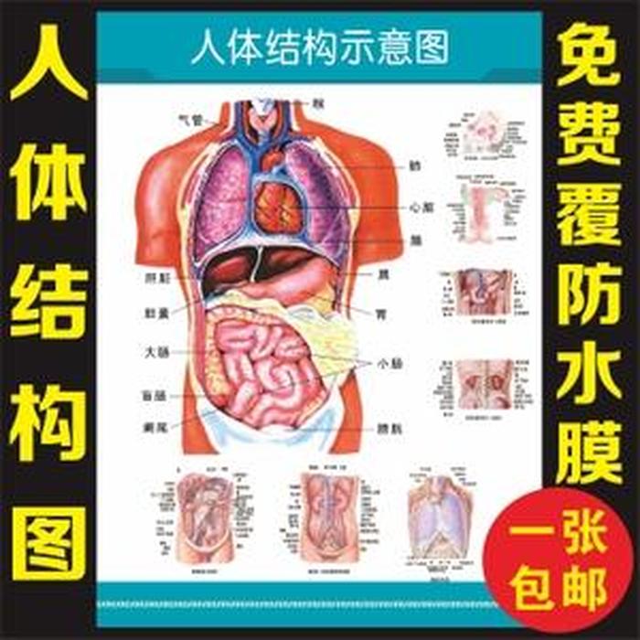 每日科普小知识人体器官 关于人体的科学小知识