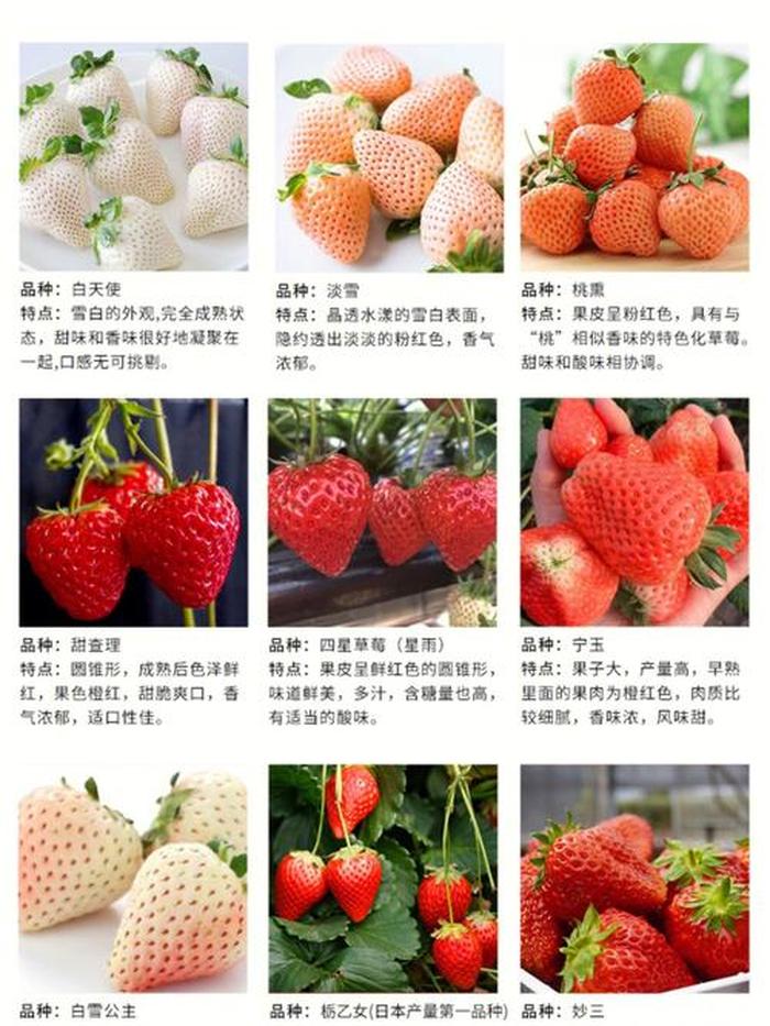 100种日常科普小知识、草莓科普小知识