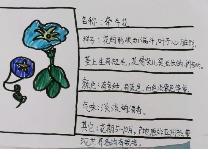 植物科普小知识自带喜感的植物 有趣的植物科普小知识