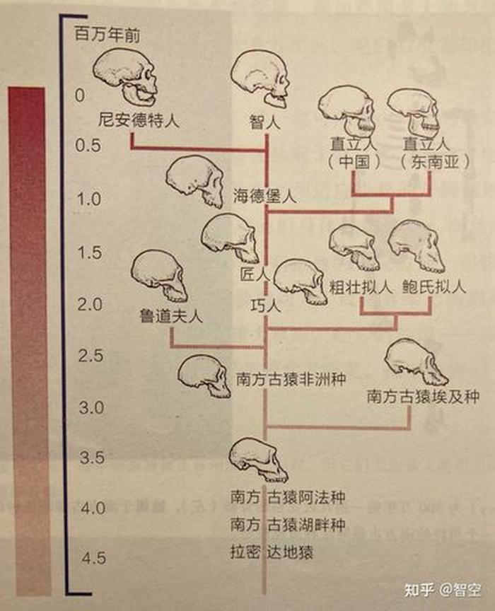 人类大体的知识谱系是什么，如何理解谱系