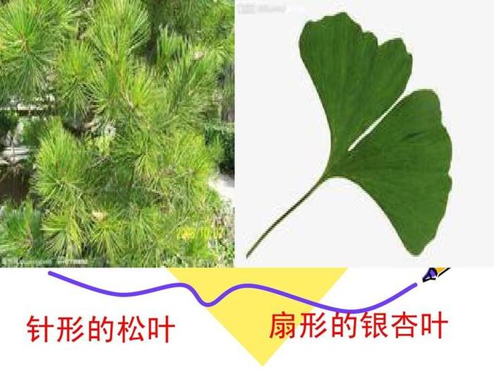 生活中的植物科普小知识、关于树叶的科普小知识