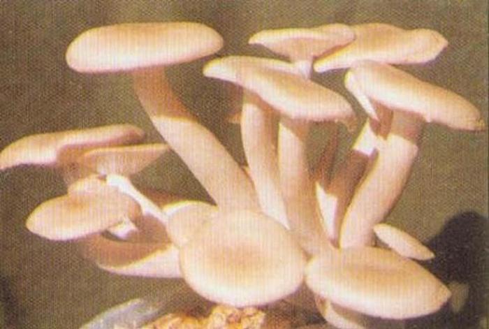 科普知识 资料大全，滇西北喻逍遥的生平经历