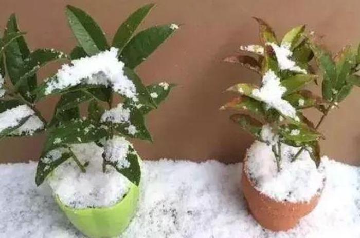 关于植物的科学知识 植物冻伤怎么补救