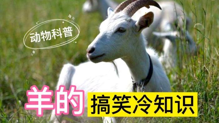 趣味讲解冷知识视频下载，女生趣味冷知识