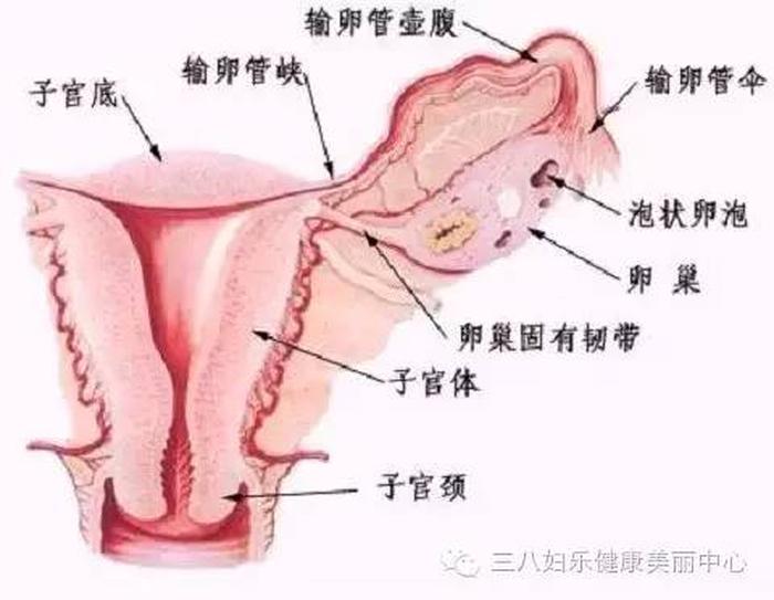 两性健康知识科普 - 女性外部生殖图示的结构详解