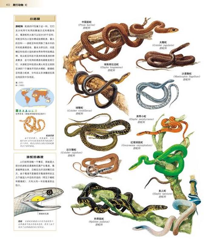 中国动物百科知识大全，动物大全500种
