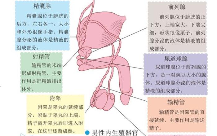 女生常识小知识 - 女性外部生殖图示的结构详解