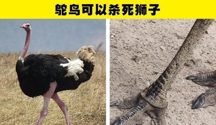 动物的冷知识搞笑视频；动物冷知识