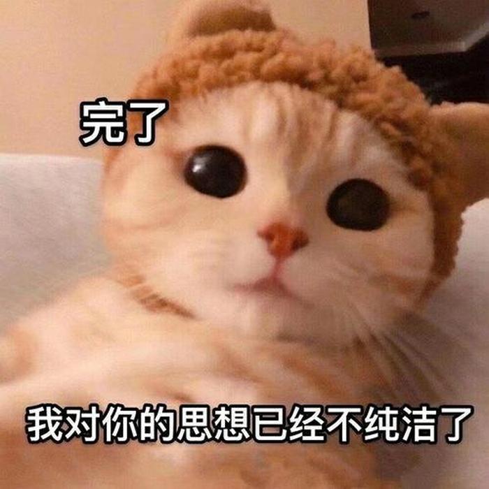 不纯洁的定义；它是纯洁的