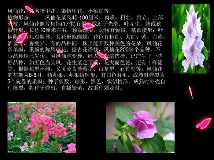植物的一些科普小知识、花的科普知识