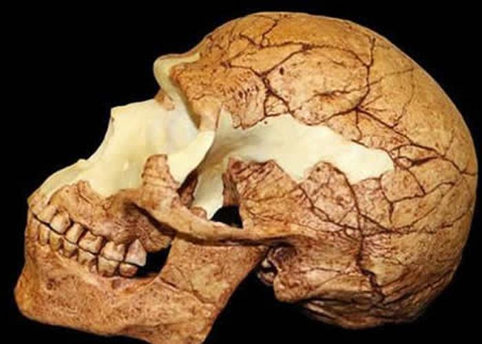 科普知识人类的大脑 2600年前人类大脑