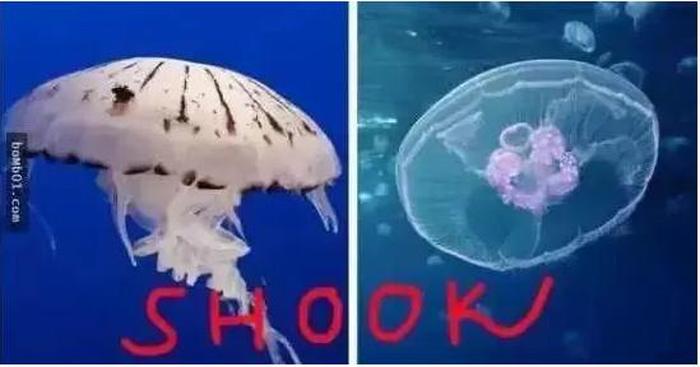 生物冷知识百科大全；神奇的生物学现象