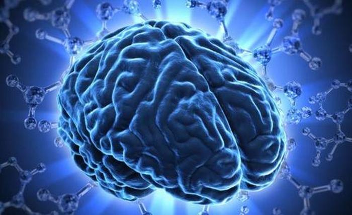 科普知识人类的大脑 2600年前人类大脑