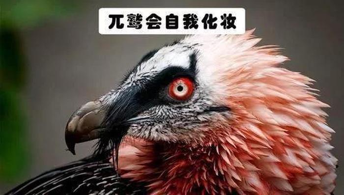 你所不知道的动物冷知识，你绝对不知道的冷知识