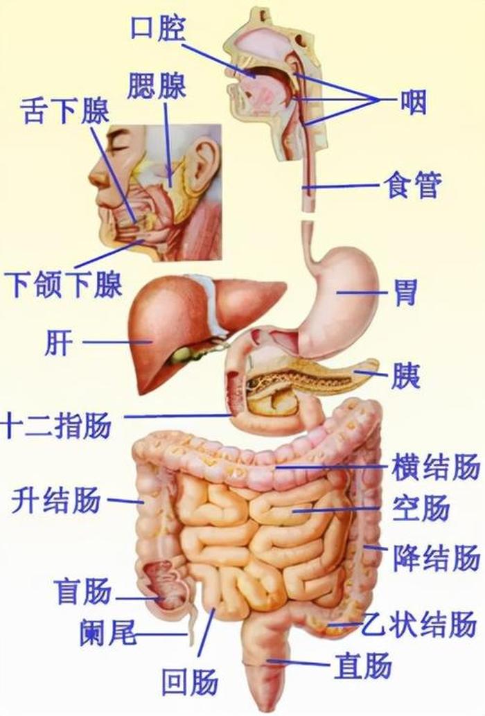 肠是直的是什么意思 直肠的解剖结构