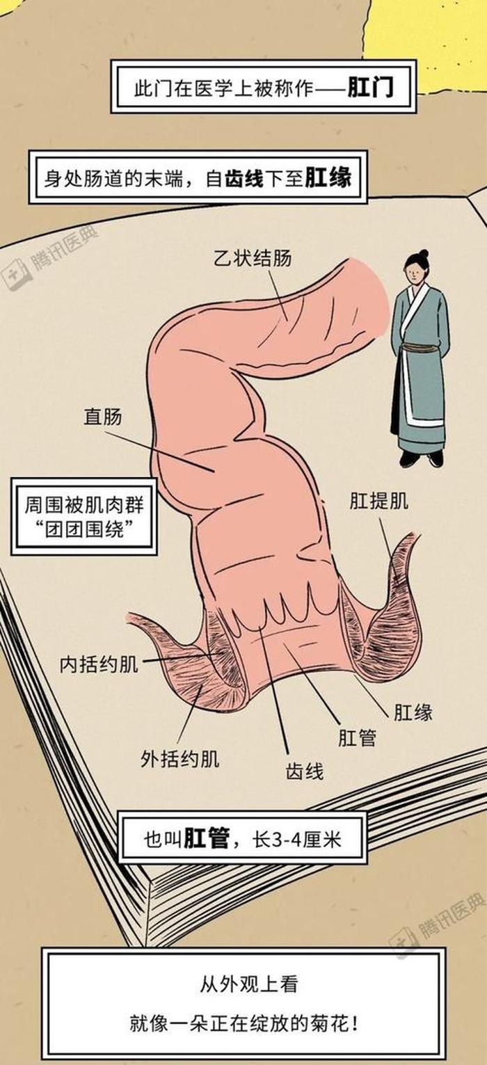 史上最有用的冷知识痔疮 - 没用的冷知识