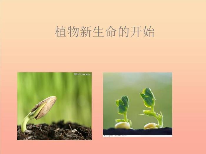 植物科普小知识视频；植物的科学视频
