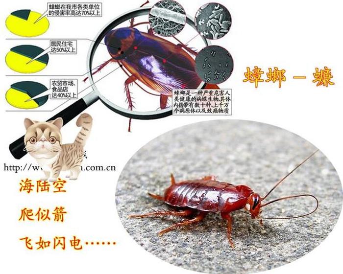 妙招姐的生活小窍门怎样除蟑螂 妙招姐的365个妙招