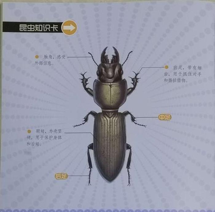 昆虫知识科普 - 昆虫有没有鼻子和耳朵