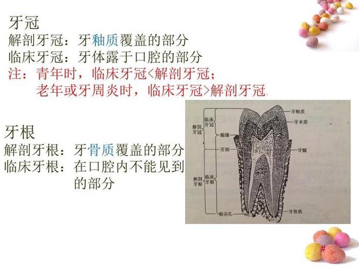 人类牙齿的结构图 - 口腔牙齿全图