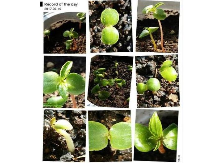 关于植物的科普视频 - 植物生长过程视频