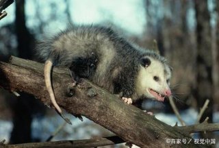 有趣的动物 冷知识、你不知道的动物冷知识