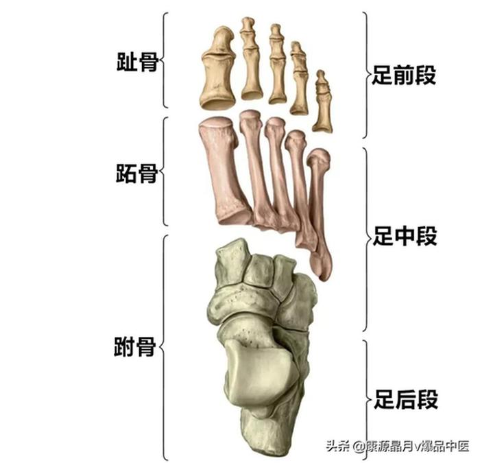 医疗知识图谱高清；局部解剖学图谱高清