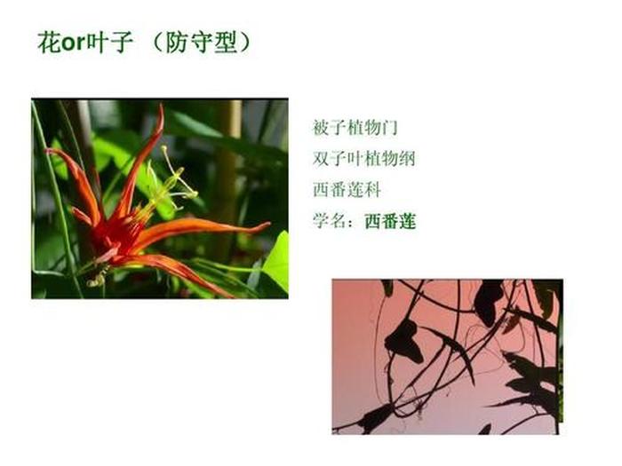 植物科普小知识选择题 植物的种类有哪些