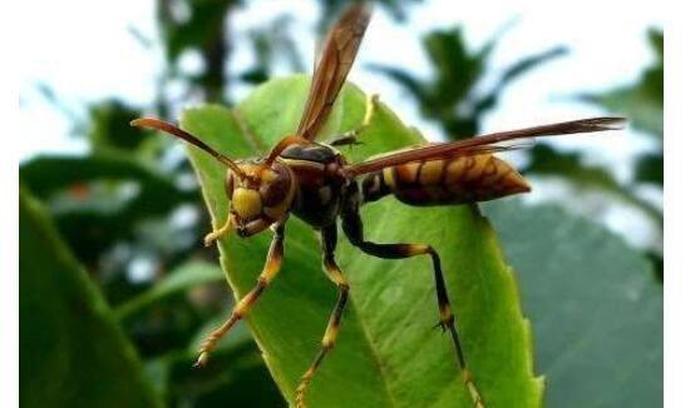 生活常用小知识、蜜蜂的种类有哪些