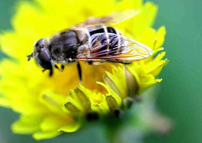 生活常用小知识、蜜蜂的种类有哪些