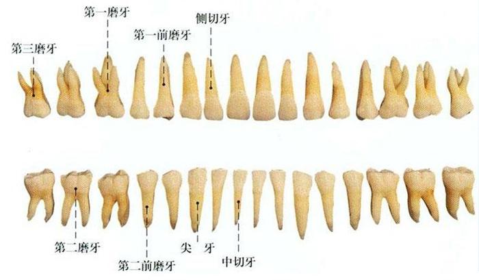 人类牙齿的结构图 - 口腔牙齿全图