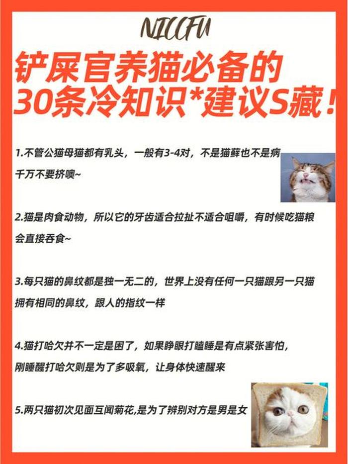 猫咪冷门小知识 冷门知识大全