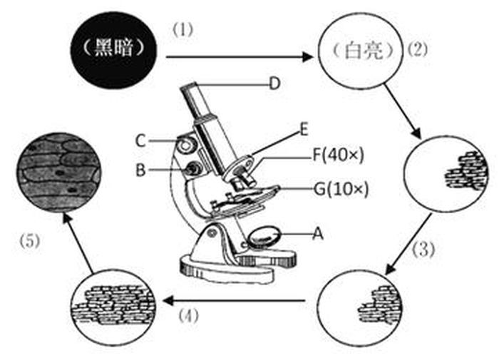 指示的概念是什么；如何理解指示生物