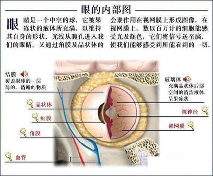 基本知识100个常识 了解人体知识