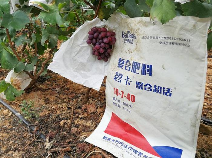肥料知识大全300例；葡萄要施什么肥料
